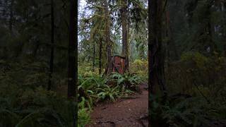 Quinault Rain Forest Trail  Washington Peninsula [upl. by Anoif978]