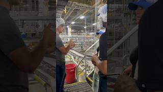 Touring AnheuserBusch in Fairfield California beer MakingCA [upl. by Arri]