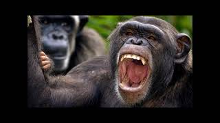 Humans Vs Chimpanzees the greatest comedy improv ever for smart people [upl. by Betta428]