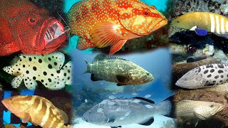 Types of grouper fish  Groupers of the world  wiki the zoophilist [upl. by Patin]