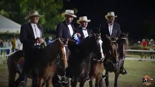 Help us preserve the Puerto Rican Paso Fino horse breed [upl. by Lyrret689]