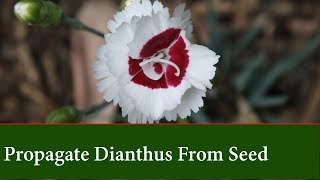 Grow Dianthus Pinks From Seed [upl. by Anelle]