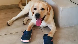 FUNNIEST DOGS will make you laugh to tears 🤣🐶 Funny dogs videos [upl. by Pyle]