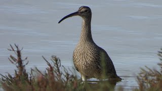 Whimbrel  Quinta Do Lago Nature Reserve Algarve Portugal birdingnorthdevon [upl. by Eemaj]