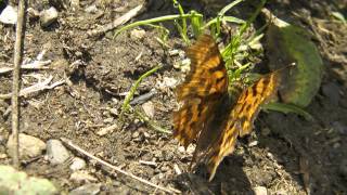 Polygonia calbum Angelwing Comma CButterfly moves around and shows her body characteristics [upl. by Ellives]