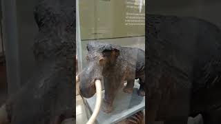 Mastodonte Mamut y elefante comparación a escala [upl. by Tichonn]