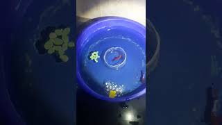 betta breeding step by step episode one [upl. by Alletsirhc864]