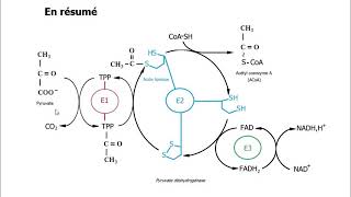 La pyruvate déshydrogénase [upl. by Alejandra959]