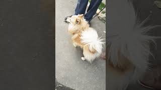 pomeranian doglover barking [upl. by Ranna]