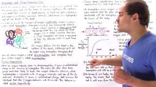 Hemoglobin Cooperativity and Oxygen Dissociation Curve [upl. by Remliw]