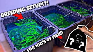 Breeding 100s of NEW Fish Mosquitofish [upl. by Sylvester203]