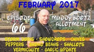 MuddyBootz Allotment 66  Storm Doris  Sowing Shallots Peppers Chives Broad Beans [upl. by Edee]