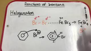 Halogenation of Benzene [upl. by Gettings294]