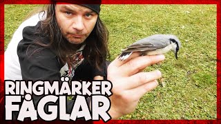 Hur man ringmärker fåglar  Bird Banding [upl. by Nalo]