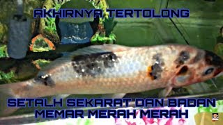 Cara Menyembuhkan Ikan Koi Sakit Badan Memar Merah Merah [upl. by Trev53]