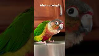 Cute Conure parrot talking 🗣️ [upl. by Silverstein]