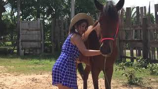 Fantastic Horse Training How To Teach Your Horse At Home [upl. by Jeremiah935]