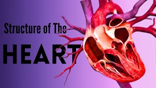 Anatomy of The Heart Structure amp Function I Form 2 Transport In Animals [upl. by Gereld912]