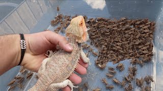 1000 Crickets VS Bearded Dragon FEEDING FRENZY [upl. by Hawkins668]