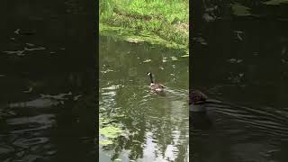 A beautiful Goose squawking loud amp swimmingCincinnatiOHIOUSACreative Kidsnature birds shorts [upl. by Euqinmod]