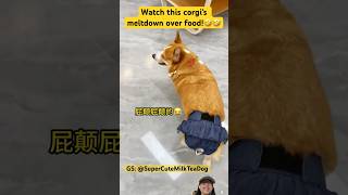 Watch this corgi’s meltdown over food 🤣🤣🤣 SuperCuteMilkTeaDog [upl. by Schwarz791]