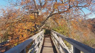 Ruine Helfenstein  Spaziergang im Herbst  28102024 [upl. by Alberic]