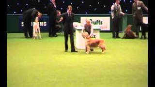 Crufts 2012 Gamekeeper amp Gundog Group [upl. by Larianna380]