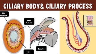 Uveal Anatomy  Ciliary body  Ciliary process ultrastructure [upl. by Koehler533]