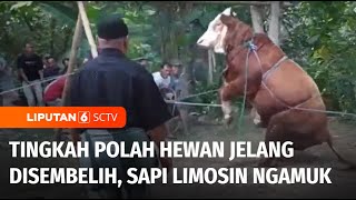 Tingkah Polah Hewan Kurban Jelang Disembelih Sapi Limosin Mengamuk  Liputan 6 [upl. by Annoyk]