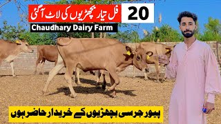 chaudhary dairy farm  jersey heifers  heifers for sale in punjab  pk janwar mandi [upl. by Kunz245]