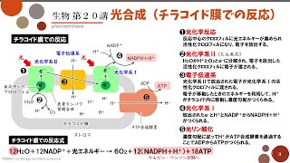 【高校生物】第20講「光合成（チラコイド膜での反応）」 [upl. by Nellak469]