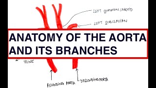 Coarctation Aortic Dissection Subclavian steal Differential Cyanosis  USMLE  MCQ  Anatomy [upl. by Itoc695]