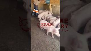 What does it take to achieve these kind of results in piggery business pigs livestockmarketing [upl. by Loralyn382]