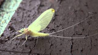 Flatheaded Mayfly Heptageniidae Epeorus Female Subimago [upl. by Chase]