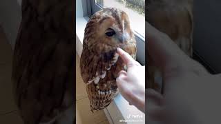 Owl Nocturnal animals science viralshorts biology owl nocturnal scienceeducation learning [upl. by Niveg]