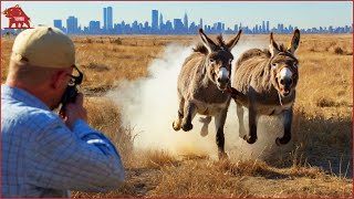 How Farmers and Hunters Deal with Millions of Feral Donkeys and Rhinos  Farming Documentary [upl. by Adien]