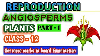 CHAPTER  SEXUAL REPRODUCTION IN ANGIOSPERMSCLASS 12 [upl. by Ailefo]