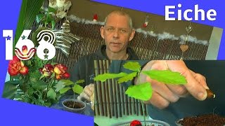 Die Eiche Pflanzen durch Samen vermehren Querkus robur Bonsai [upl. by Annissa]