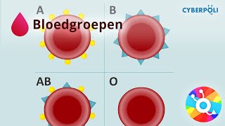 Bloedgroepen  Bloed [upl. by Namie]