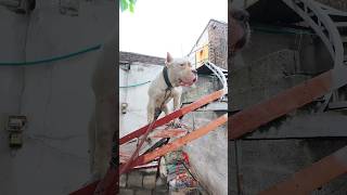 American Bully Shows Off His Swag in the Rain [upl. by Elagiba]