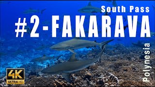 Tahiti 2  700 hundred sharks SOUTH Pass Atoll Fakarava Tuamotu Archipelago  4k  Showreel [upl. by Ennaesor]