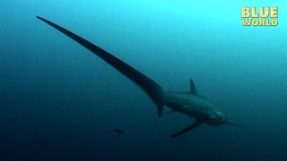 Philippines Thresher Sharks  JONATHAN BIRDS BLUE WORLD [upl. by Julita918]