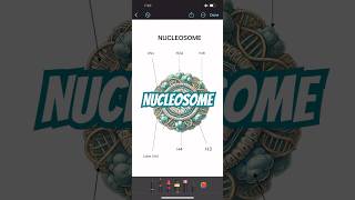 Structure of nucleosome shorts biology icse neet [upl. by Alphonsine]