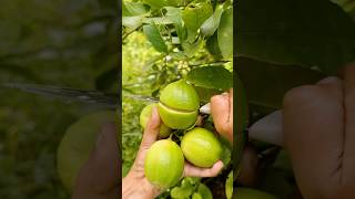 ഒരു നാരങ്ങ സോഡാ കുടിച്ചാലോ🍋Farm Fresh🍏🍊🍅🌶🍇🧑‍🌾farming shorts limesoda rider [upl. by Milman200]