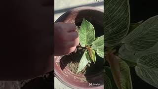 Repotting of philodendron birkin plant 🌱🌱ytshorts gardening [upl. by Negiam986]