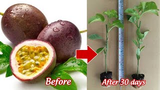 How to grow passion fruit at home [upl. by Karas]