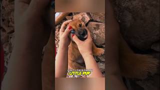 Why This Puppy Hasnt Eaten 💔 dog Sad shorts shortsfeed kindness [upl. by Nyrad438]