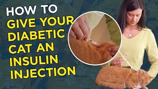 How to Give Your Diabetic Cat an Insulin Injection [upl. by Werna]