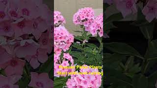 Phlox low maintenance perennial flower [upl. by Toole]