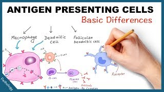 Antigen Presenting Cells  Few basic differences [upl. by Sutherland]